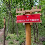 Kolonie w lesie w Kampinoskim Parku Narodowym