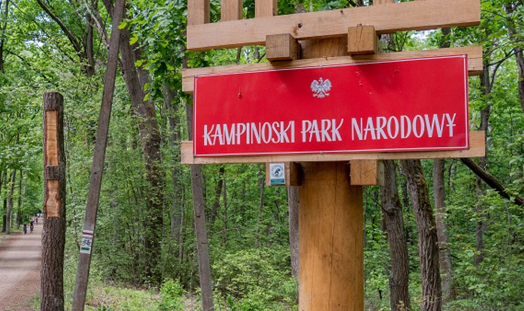 Kolonie w lesie w Kampinoskim Parku Narodowym