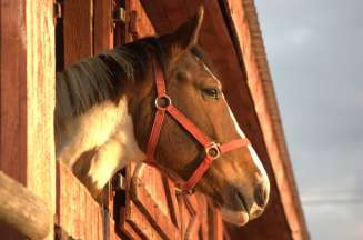 Kolonia konna My Little Pony- kolonia-Runowo-polska-lato